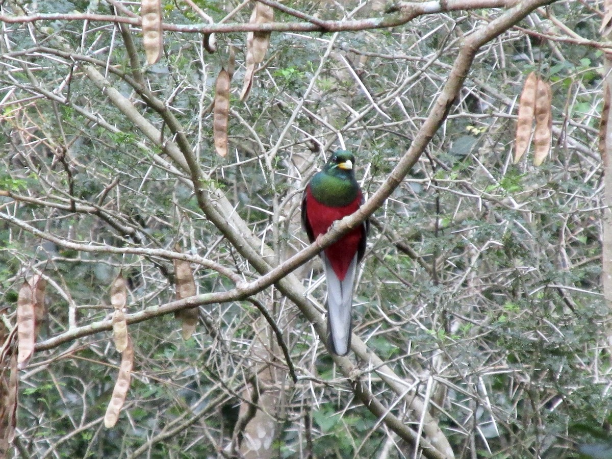Narina Trogon - ML642004951