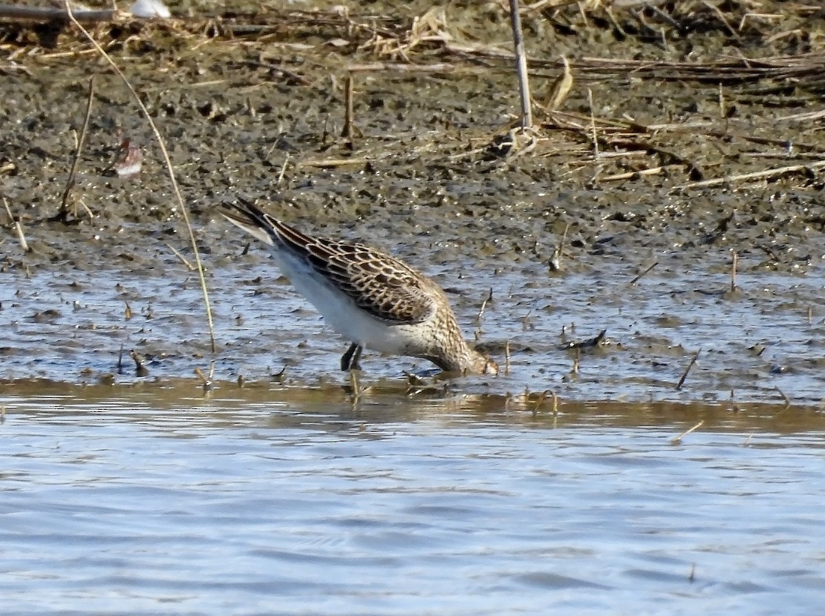 Bécasseau à poitrine cendrée - ML642004953