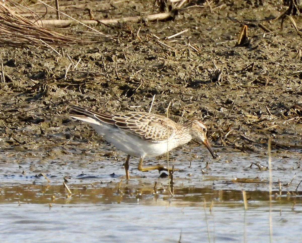 Bécasseau à poitrine cendrée - ML642004960