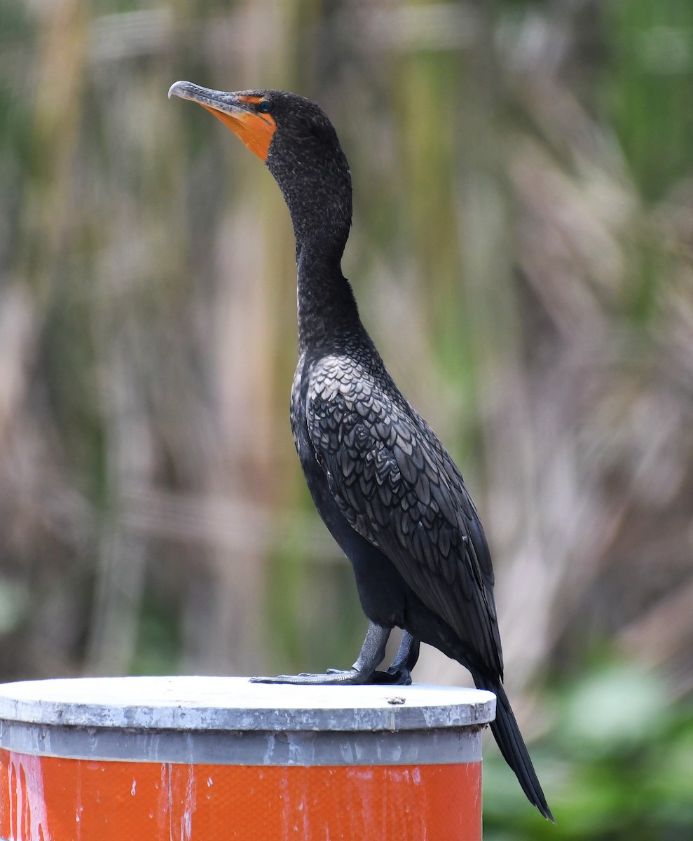 Cormoran à aigrettes - ML642004961