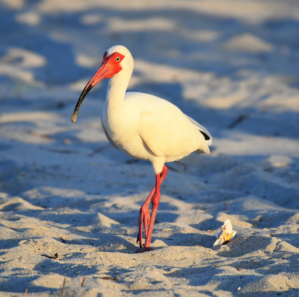 Ibis blanc - ML642004970