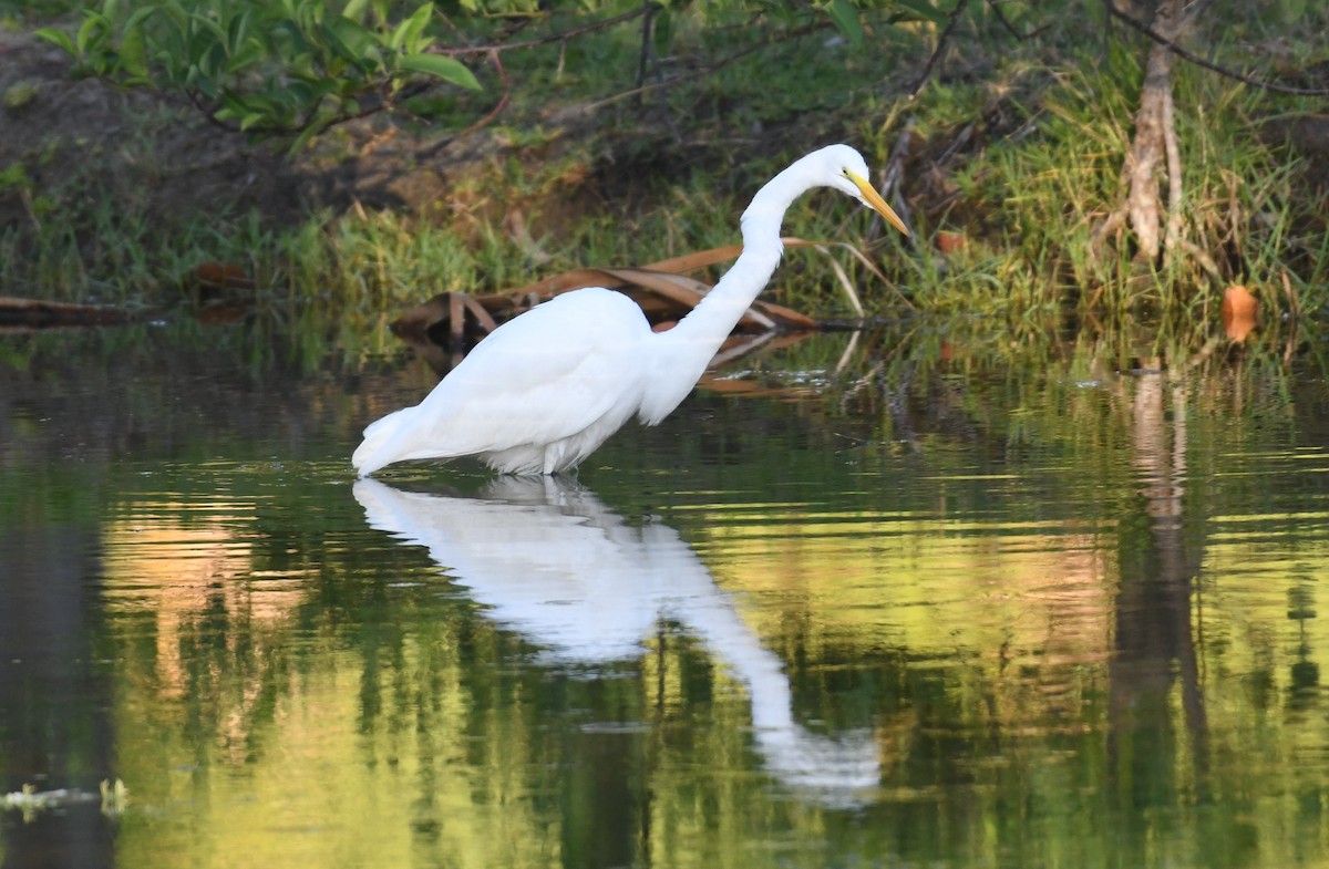 Grande Aigrette - ML642004989
