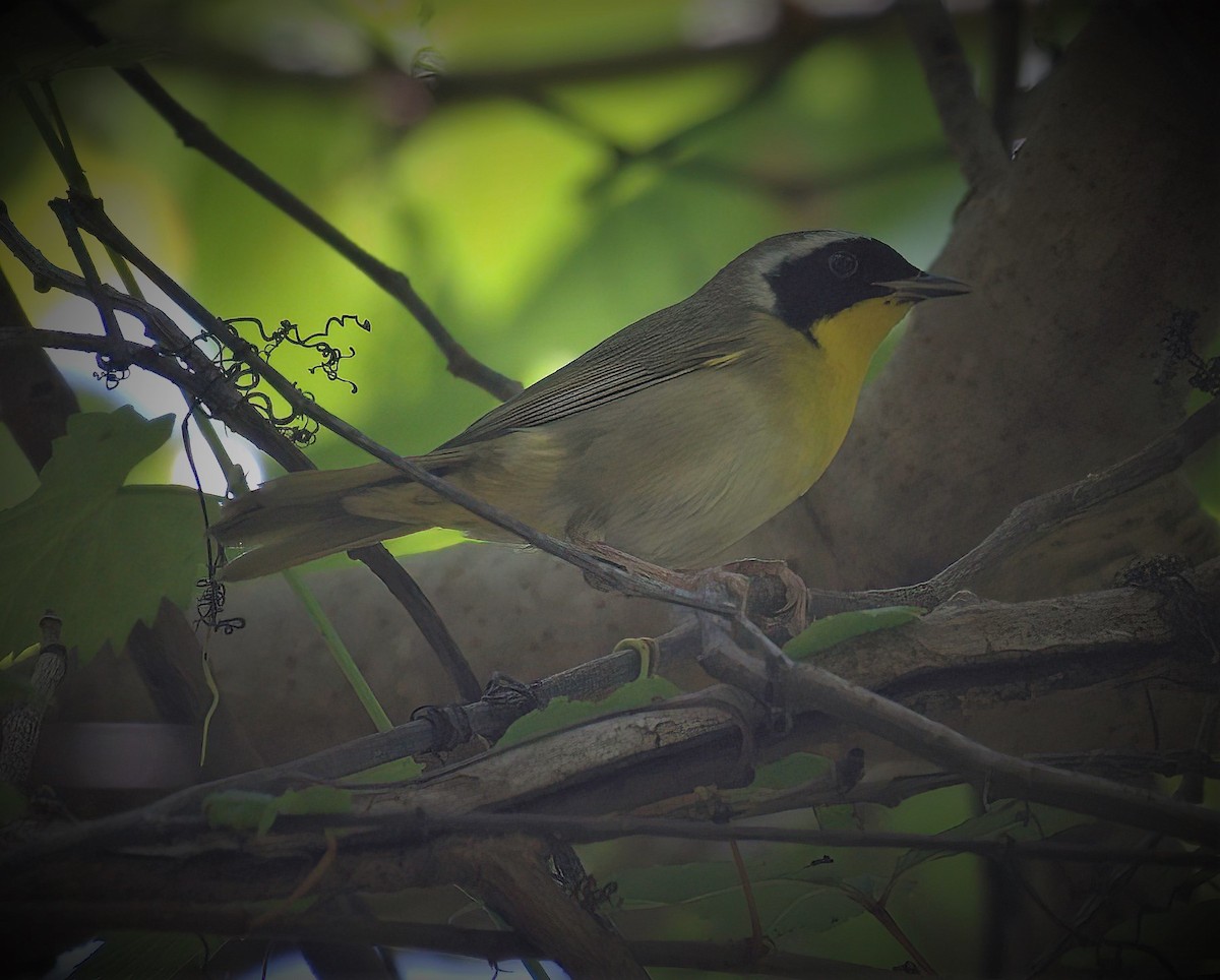 Common Yellowthroat - ML642005033