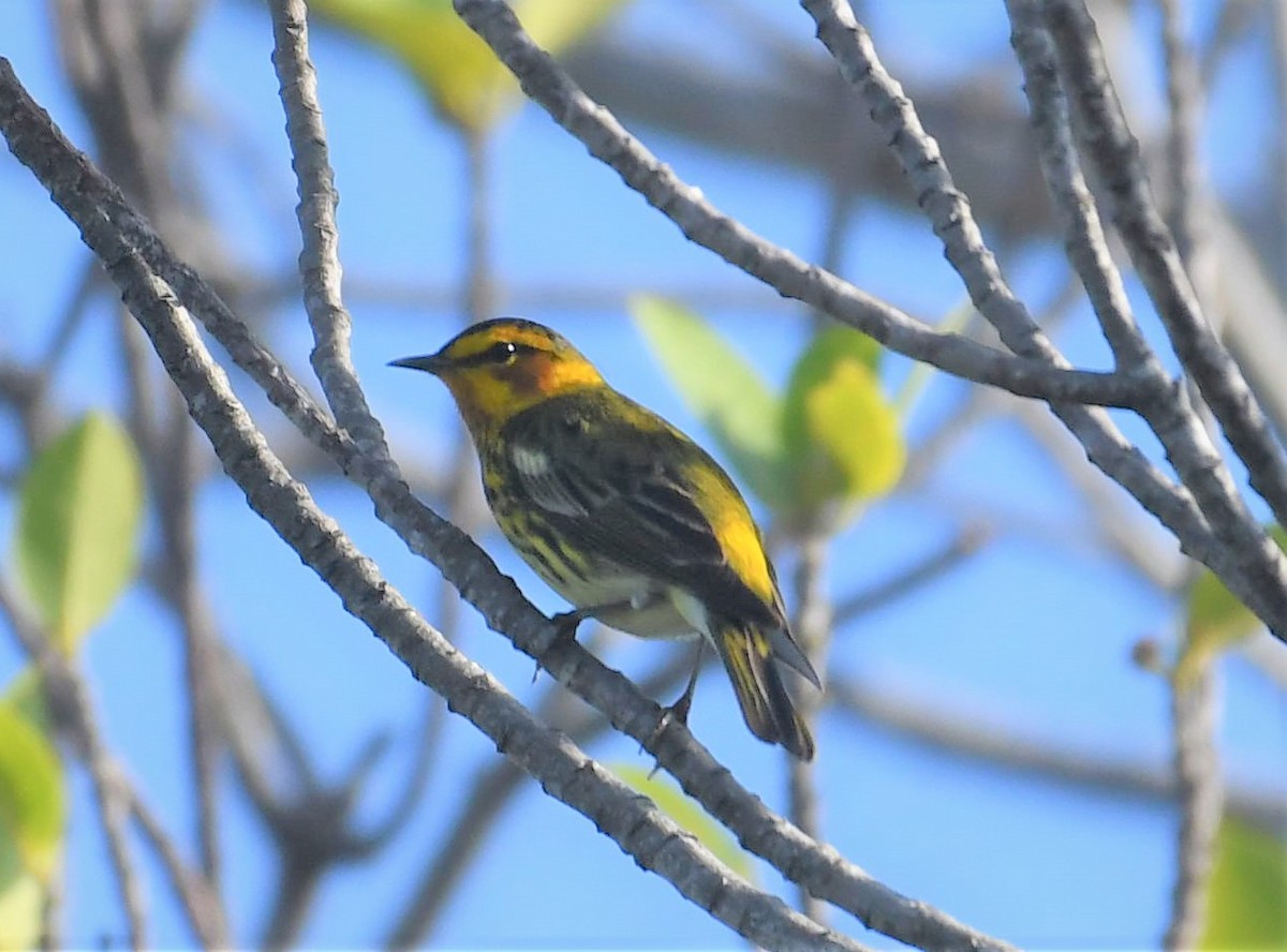 Cape May Warbler - ML642005037