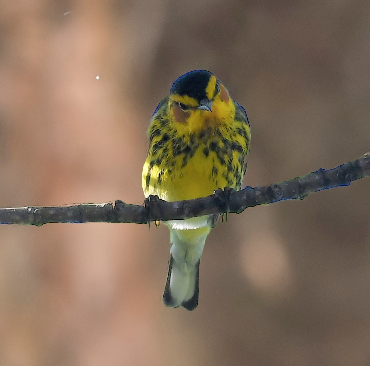 Cape May Warbler - ML642005038