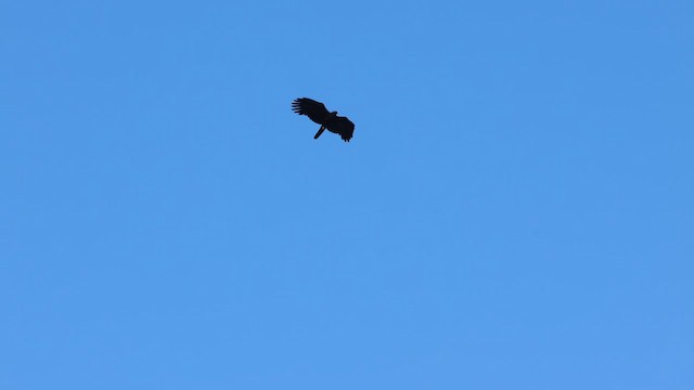 Black Eagle - ML642005049