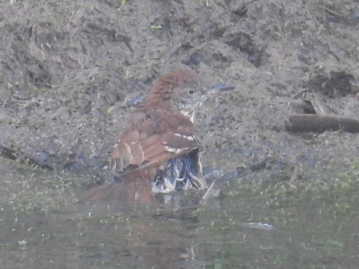 brunspottefugl - ML642005050