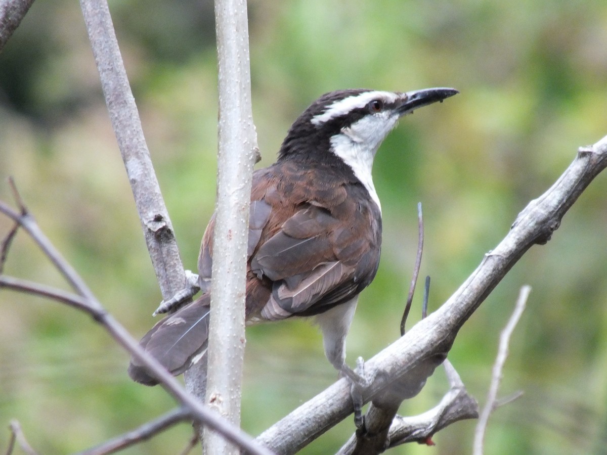 Bicolored Wren - ML642005075