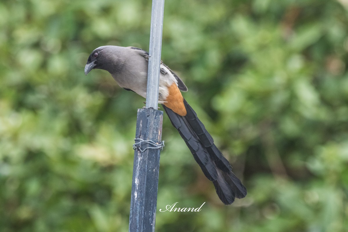 Graubrust-Baumelster - ML642005083