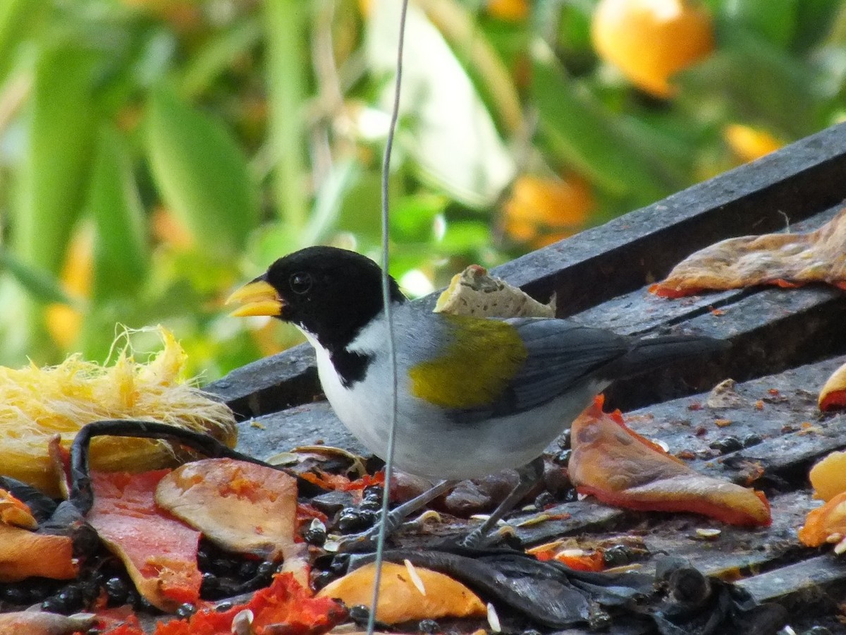 Golden-winged Sparrow - ML642005084