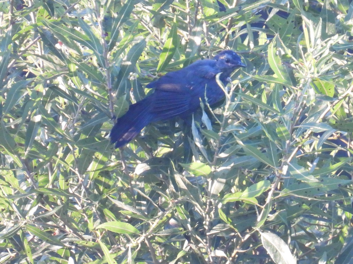 kattespottefugl - ML642005087