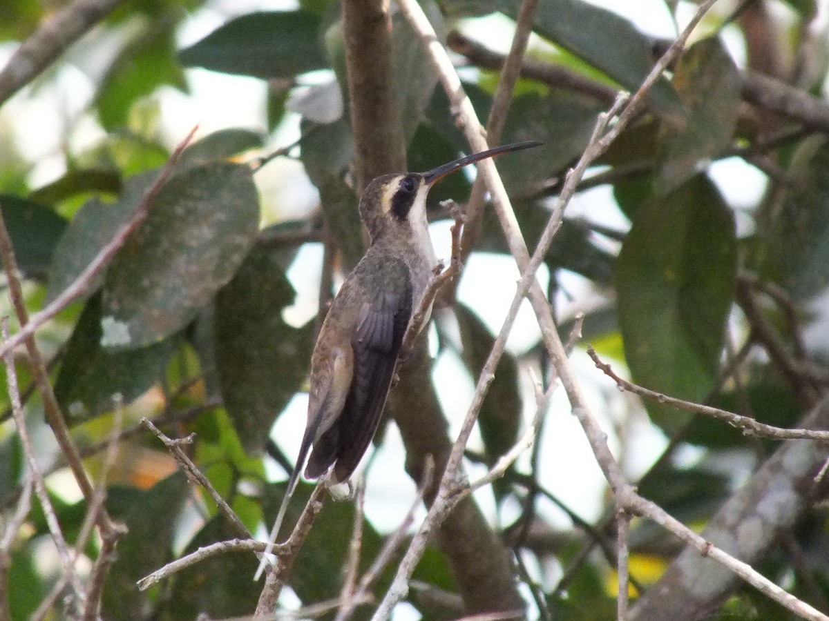 Pale-bellied Hermit - ML642005089