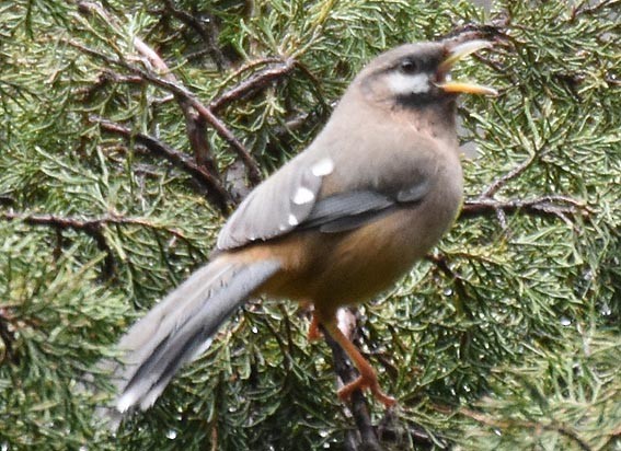 snøkinnlattertrost - ML642005094