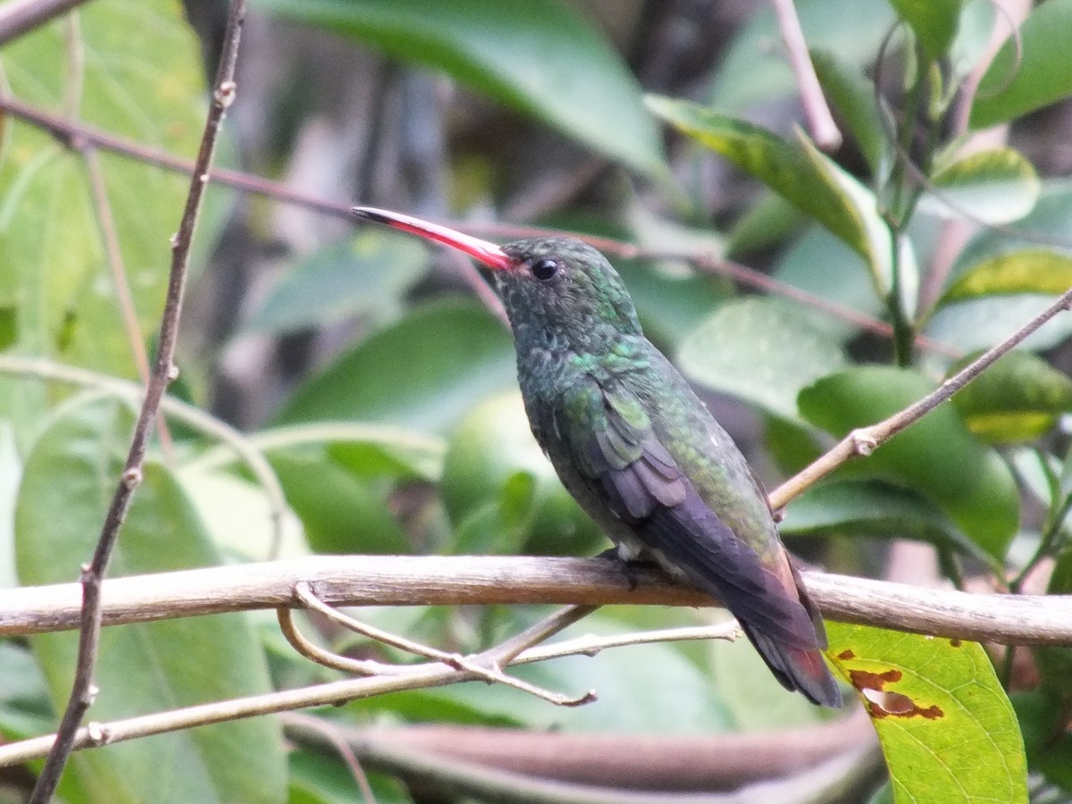 ruststjertkolibri - ML642005106