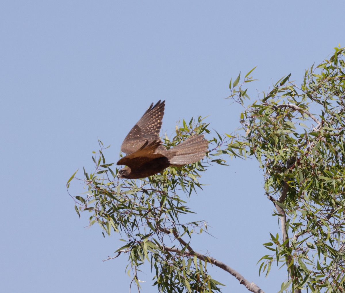 Habichtfalke - ML642005109