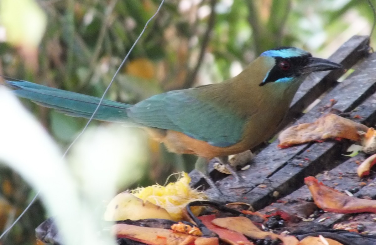 karamellmotmot - ML642005112