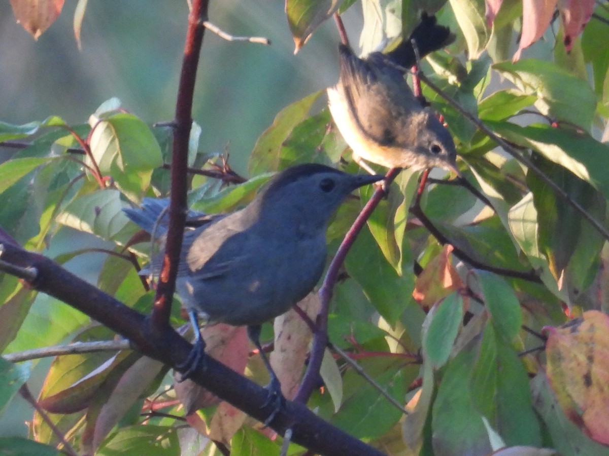 ub. fugl (Aves sp.) - ML642005122