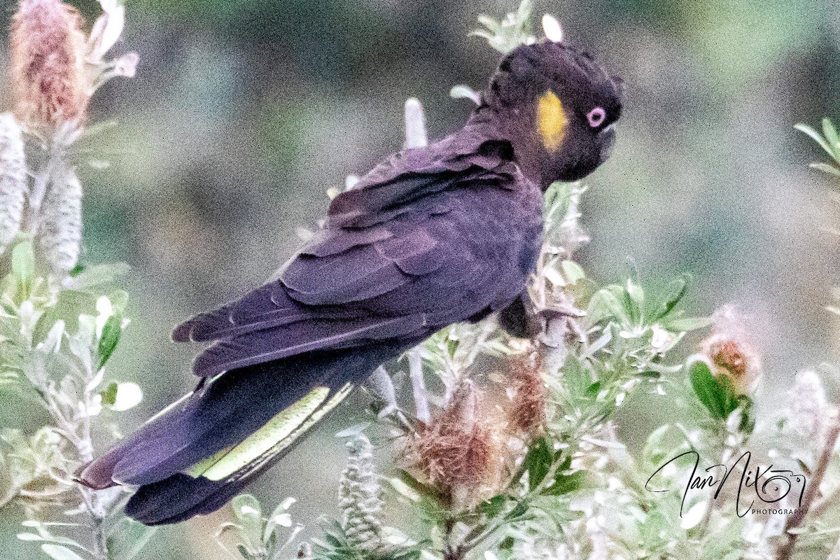 gulhalekakadu - ML642005128