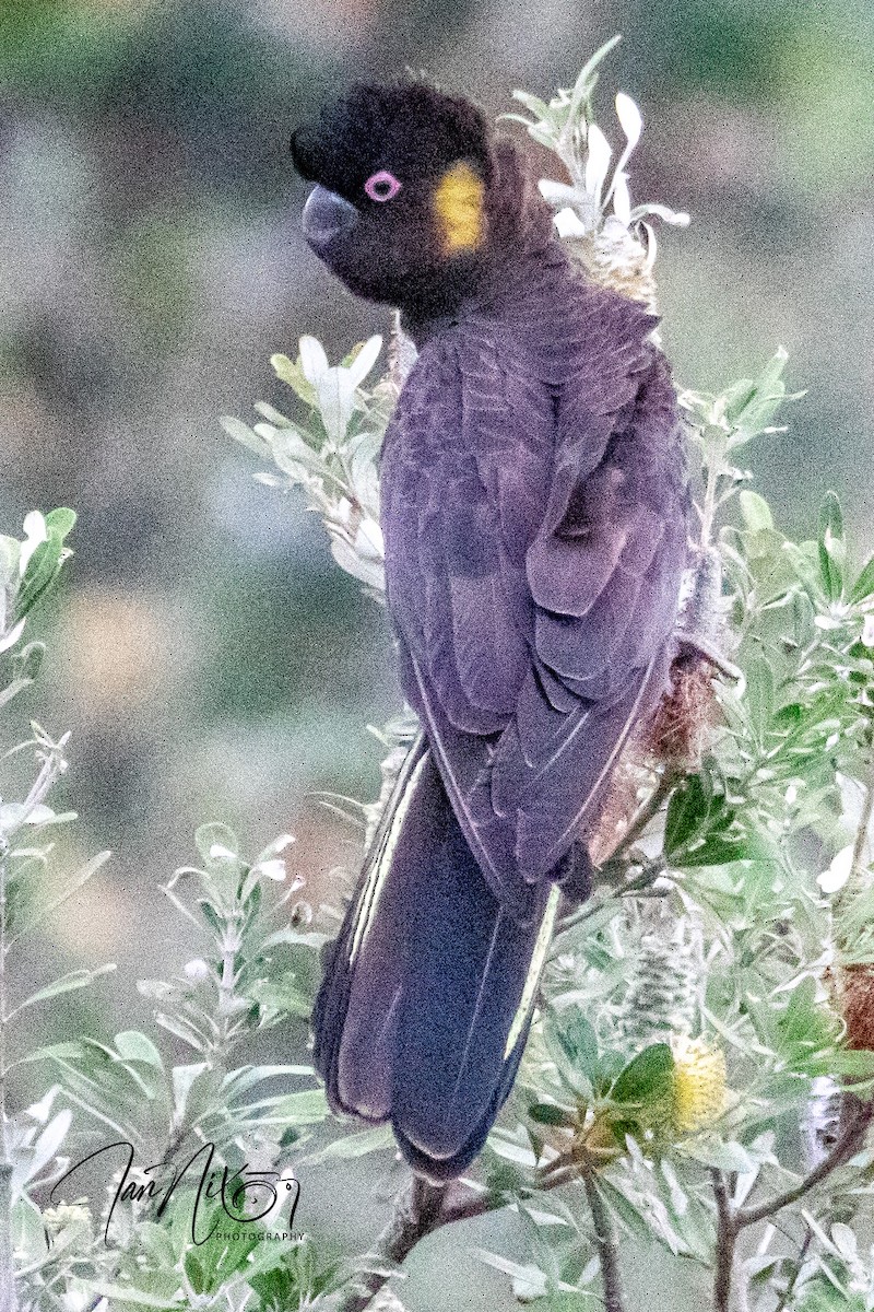 gulhalekakadu - ML642005129