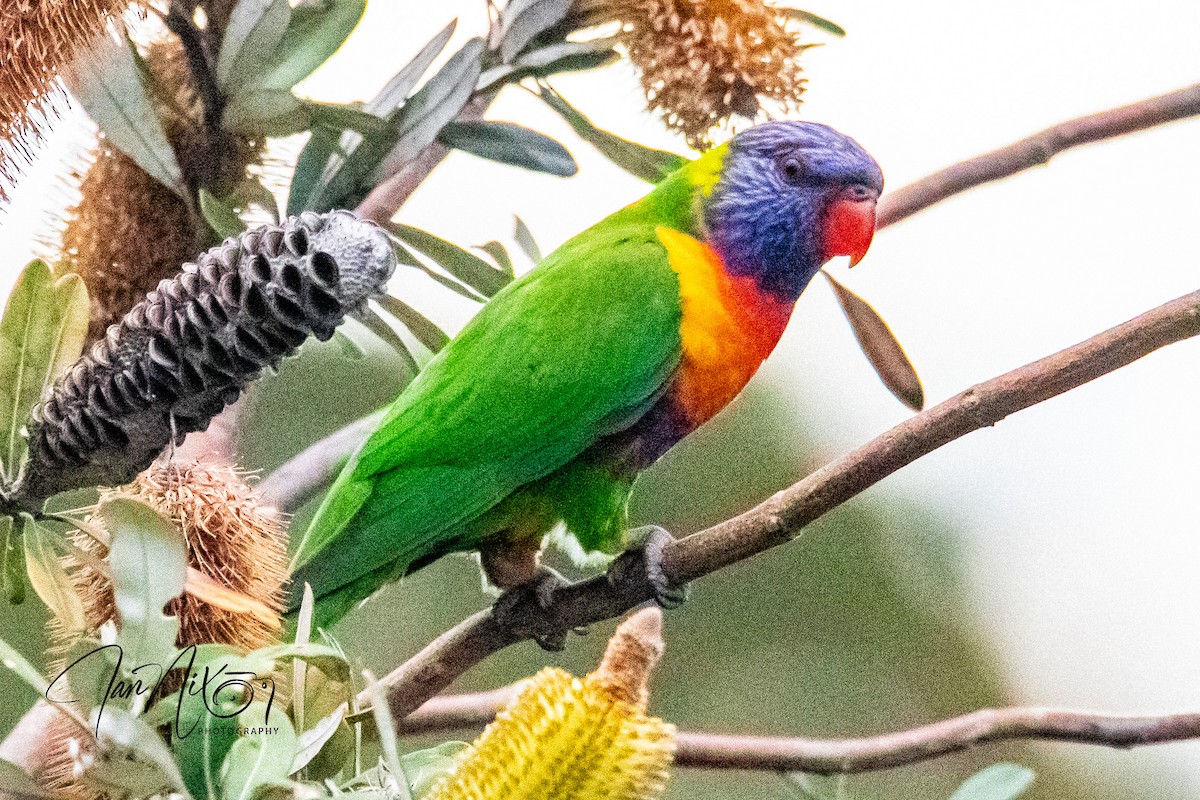 Regenbogenlori - ML642005132