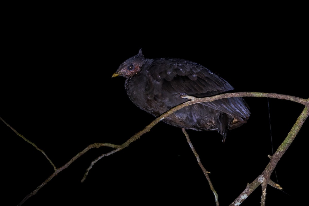 Molukken-Großfußhuhn - ML642005141