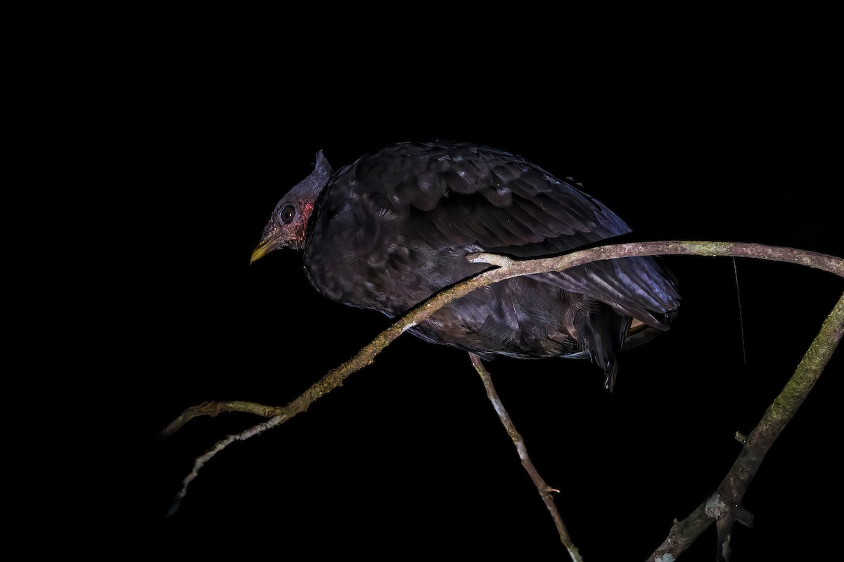 Molukken-Großfußhuhn - ML642005142