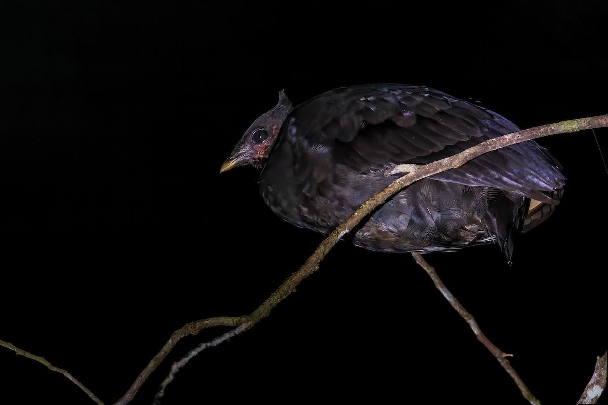 Molukken-Großfußhuhn - ML642005143
