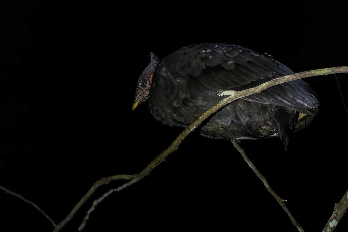Molukken-Großfußhuhn - ML642005144