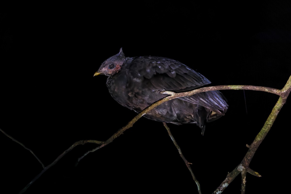 Molukken-Großfußhuhn - ML642005145