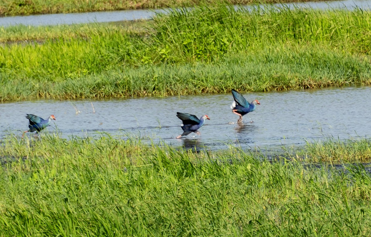 Graukopf-Purpurhuhn - ML642005152