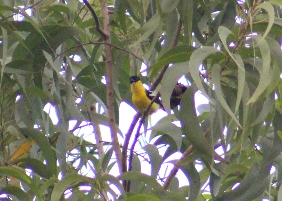 Garteniora - ML642005154