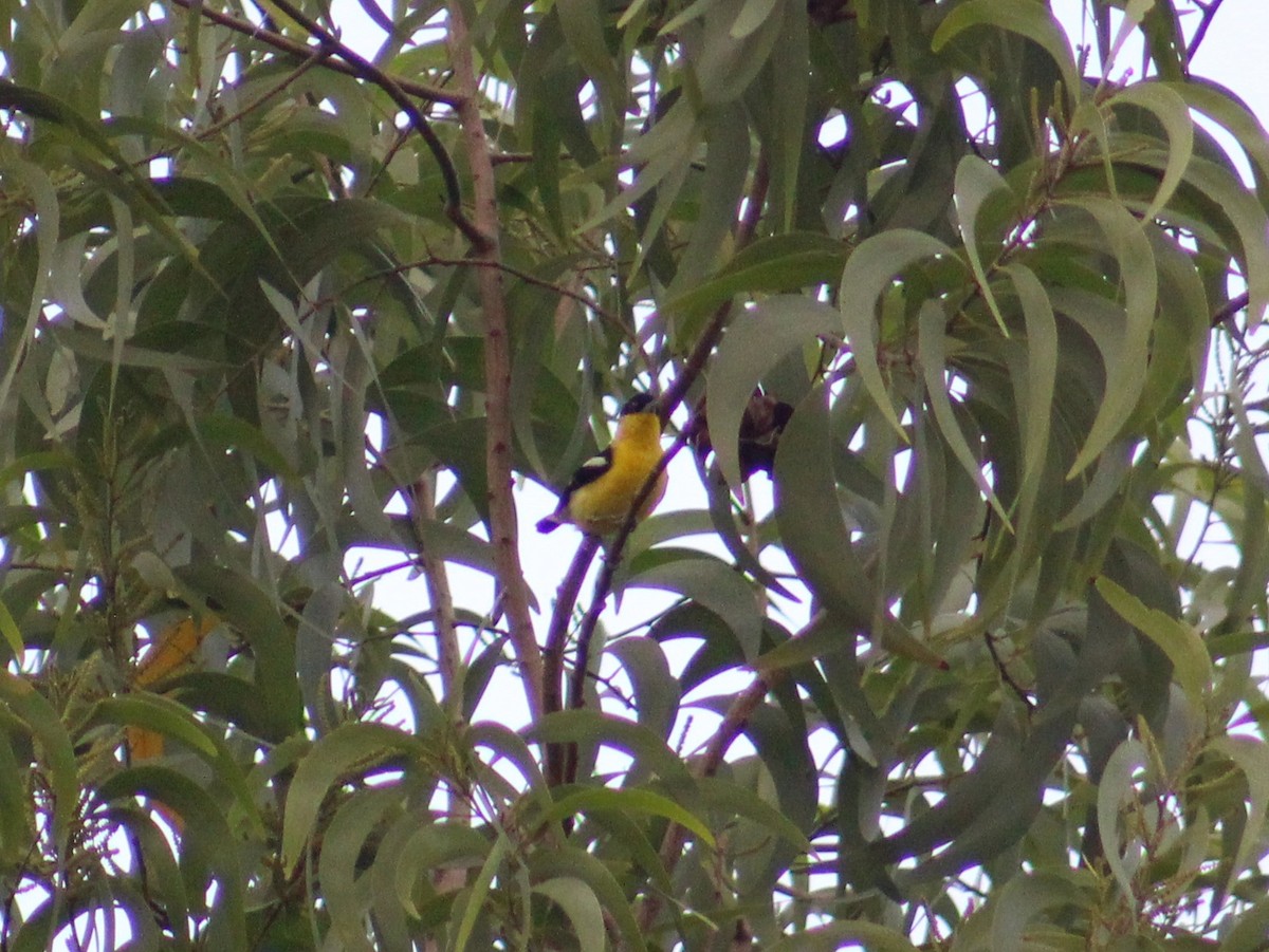 Garteniora - ML642005155