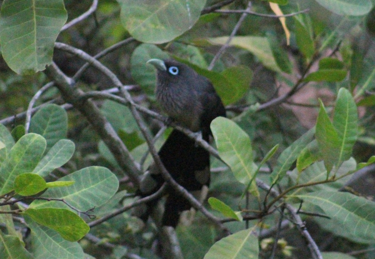 Blauringkuckuck - ML642005160