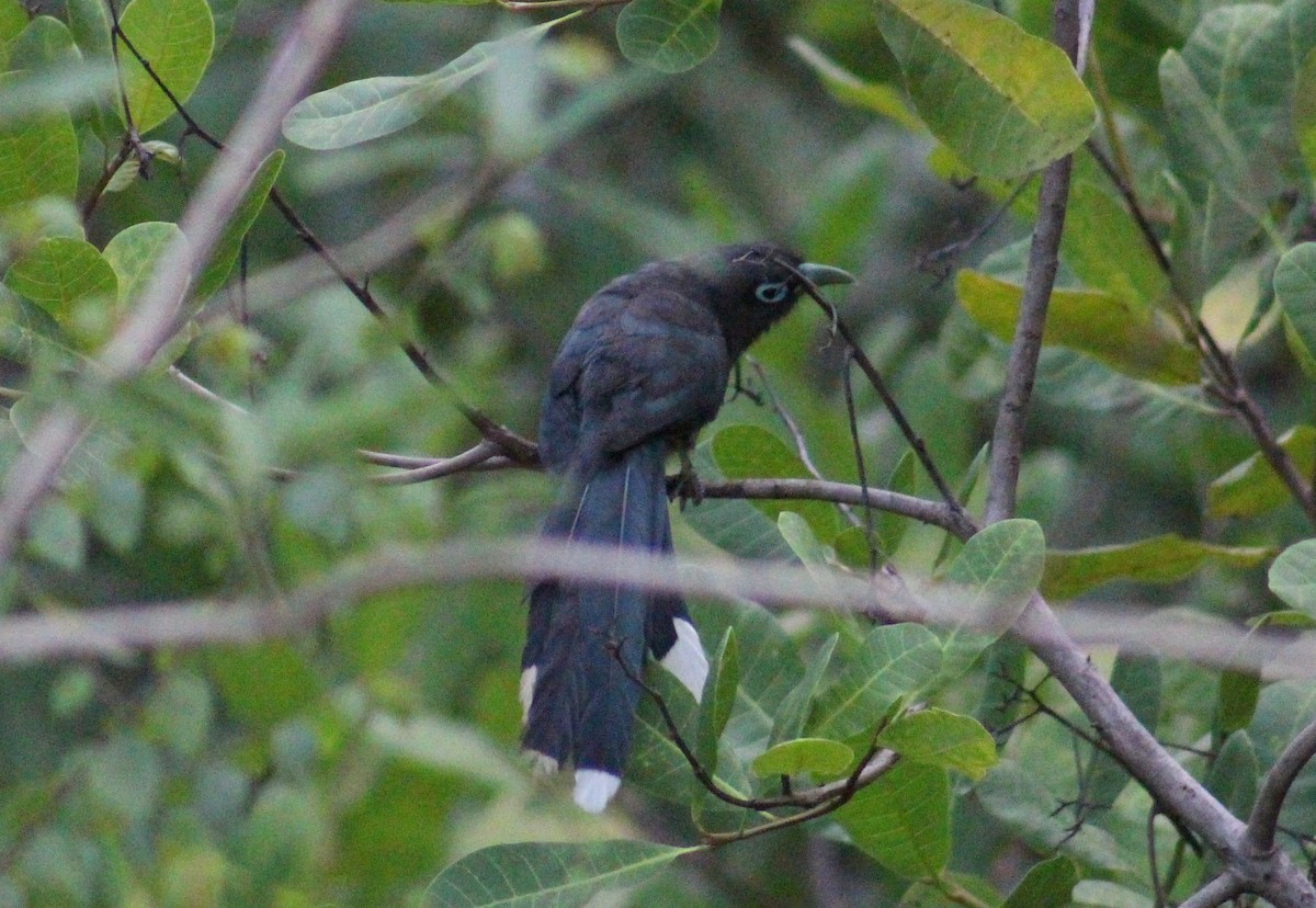 Blauringkuckuck - ML642005161