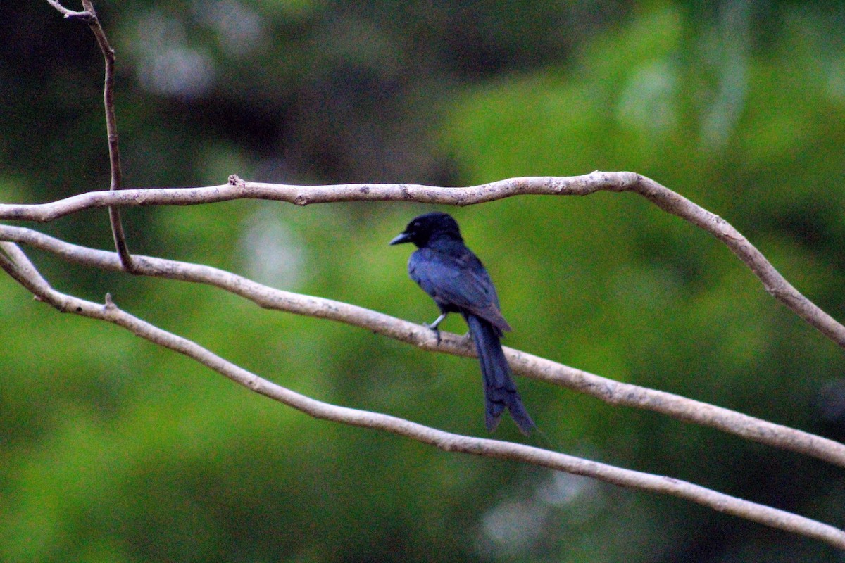 Drongo royal - ML642005168
