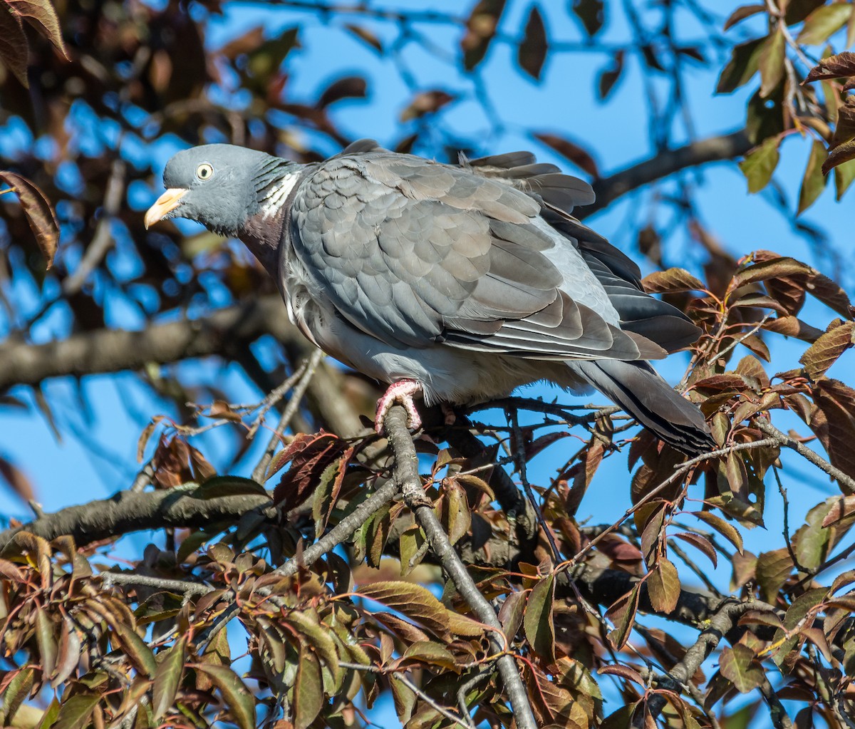 Pigeon ramier - ML642005170