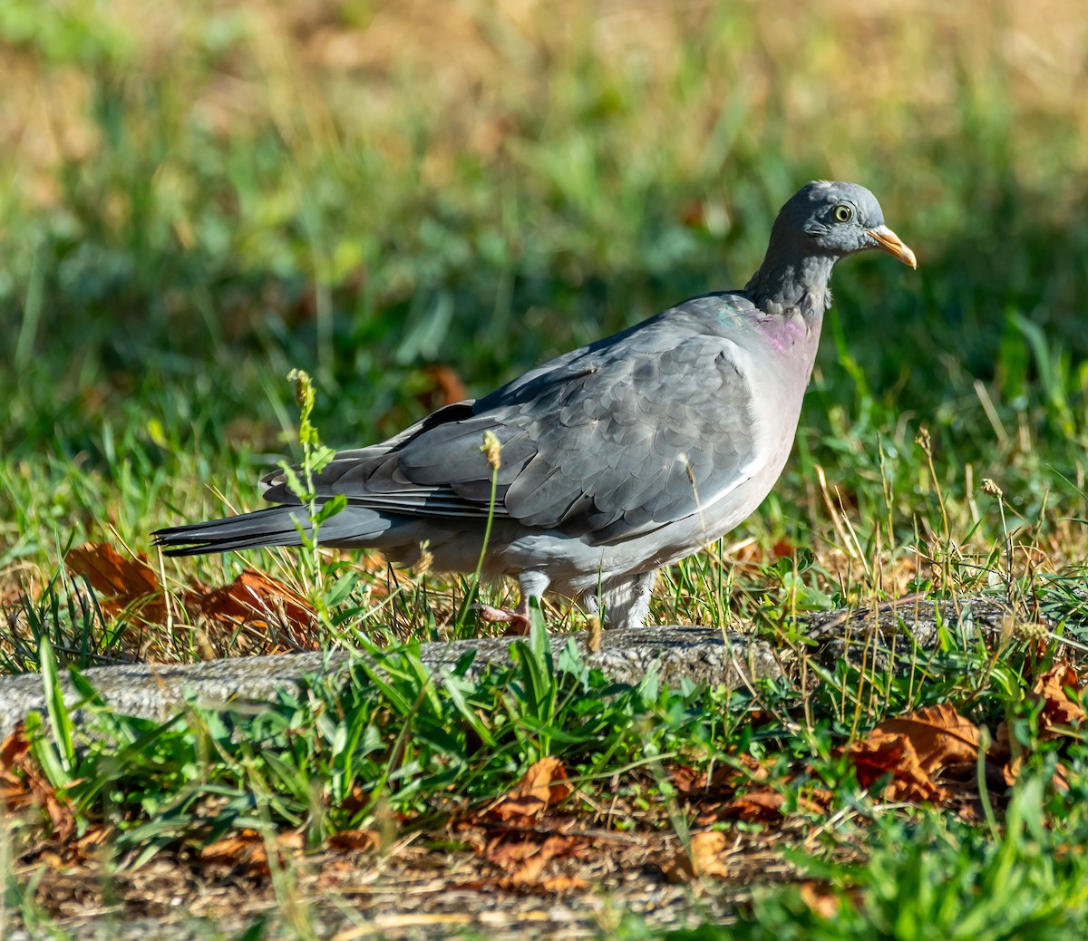 Pigeon ramier - ML642005171