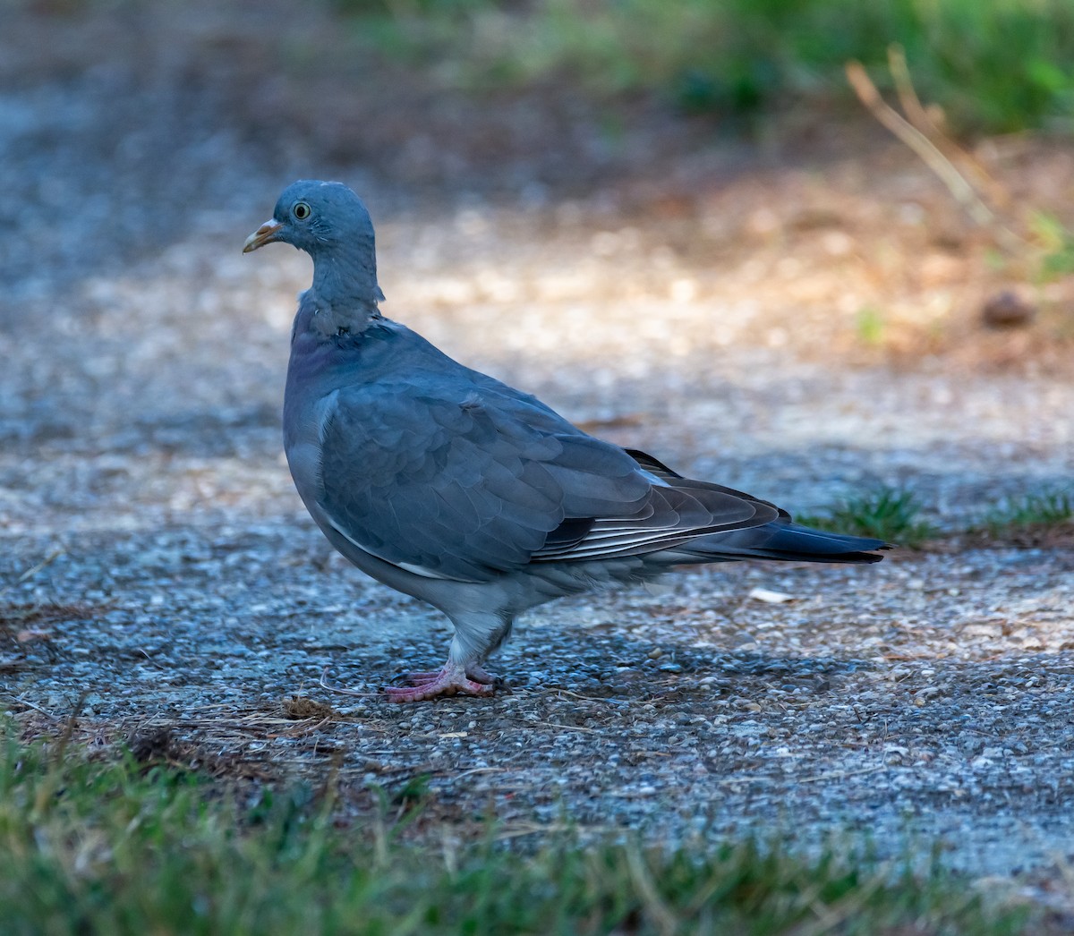 Pigeon ramier - ML642005172