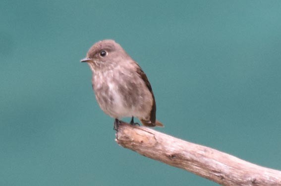 Gobemouche de Sibérie - ML642005173
