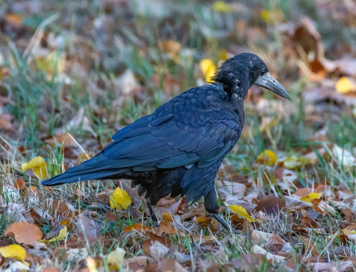 Corbeau freux - ML642005181