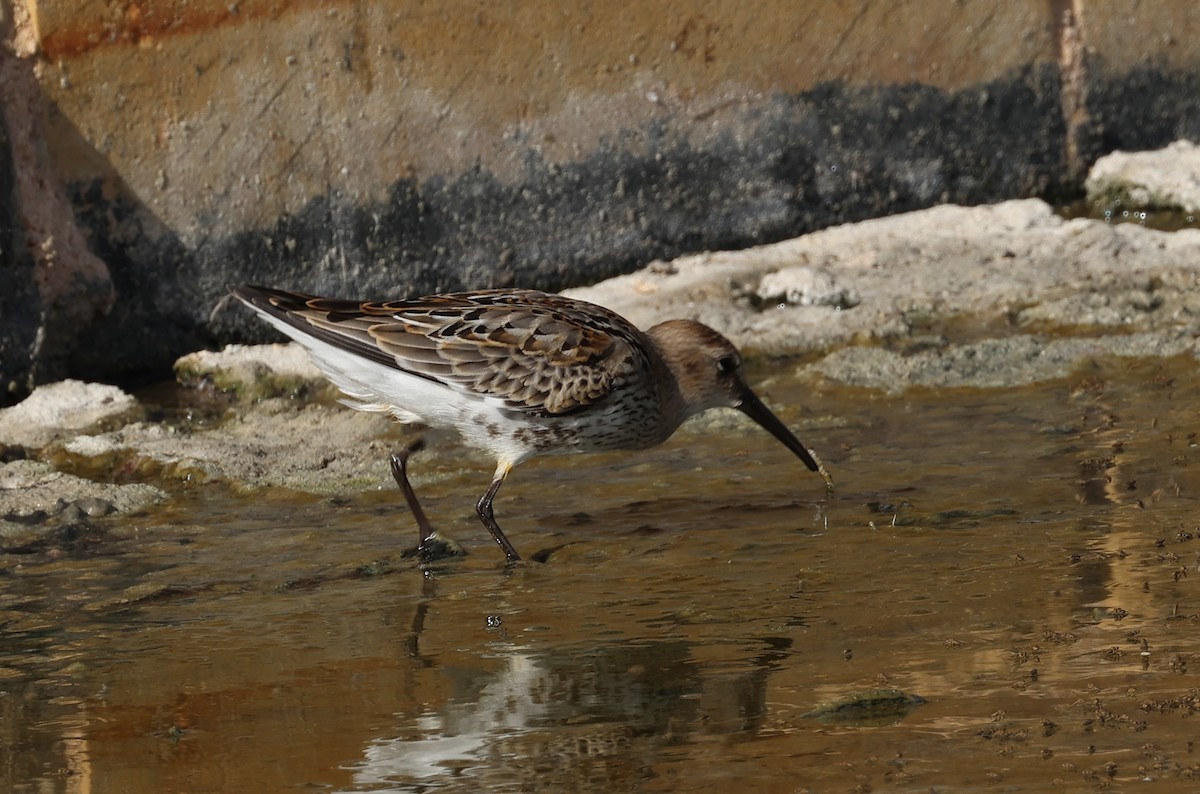 Bécasseau variable - ML642005184