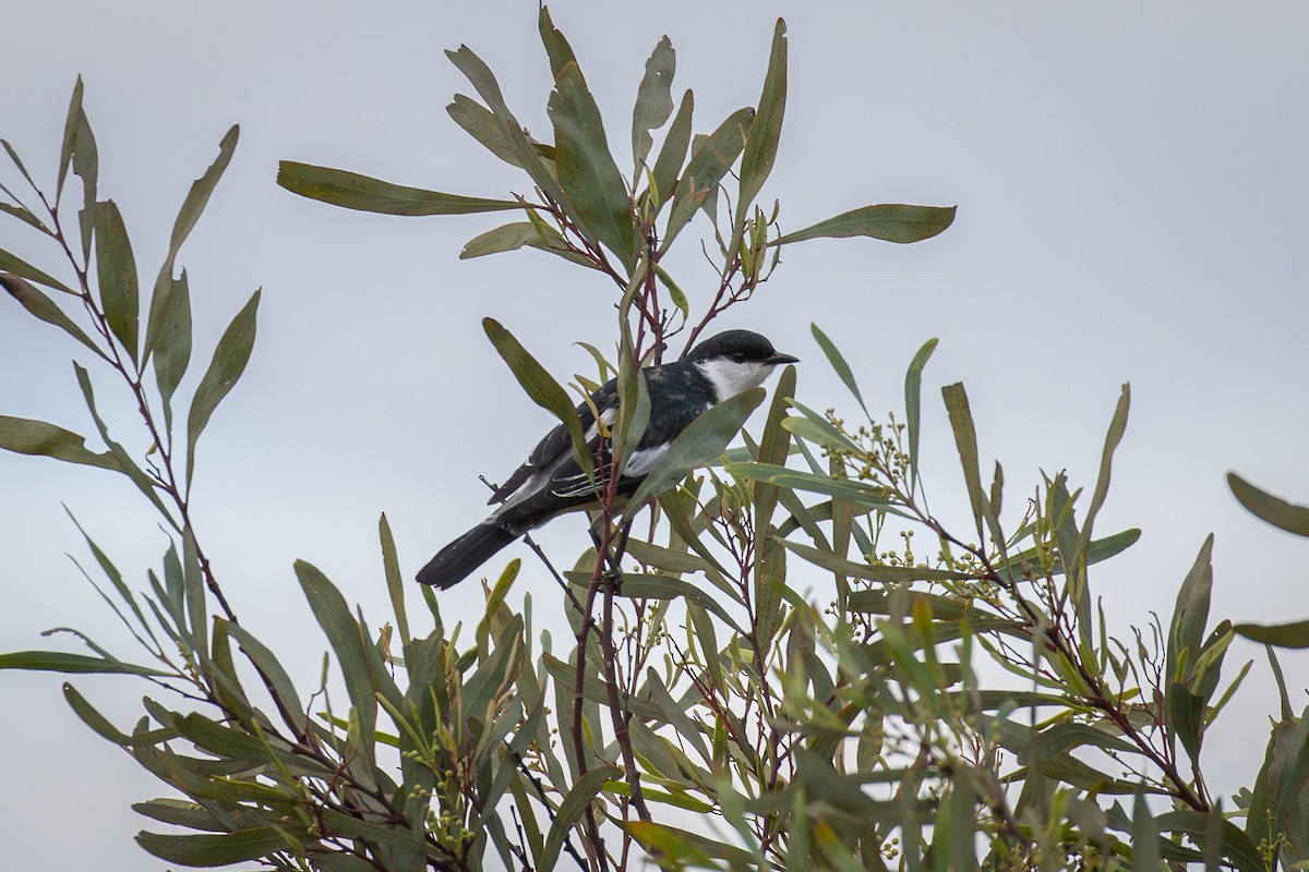 White-winged Triller - ML642005192