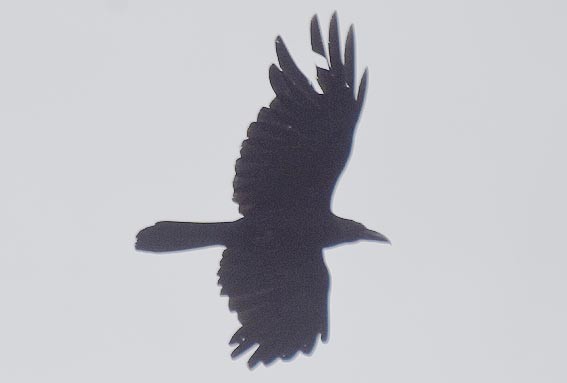 Kalın Gagalı Karga - ML642005194