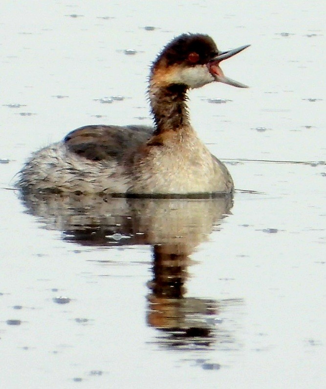 Eared Grebe - ML642005223