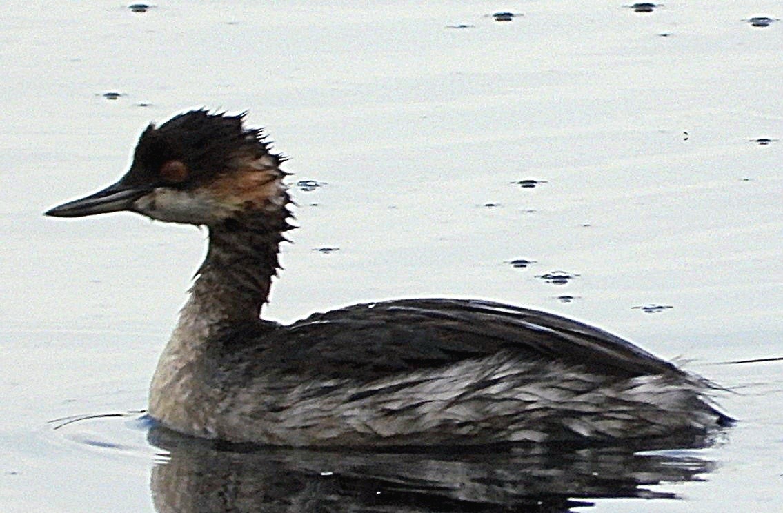Eared Grebe - ML642005224