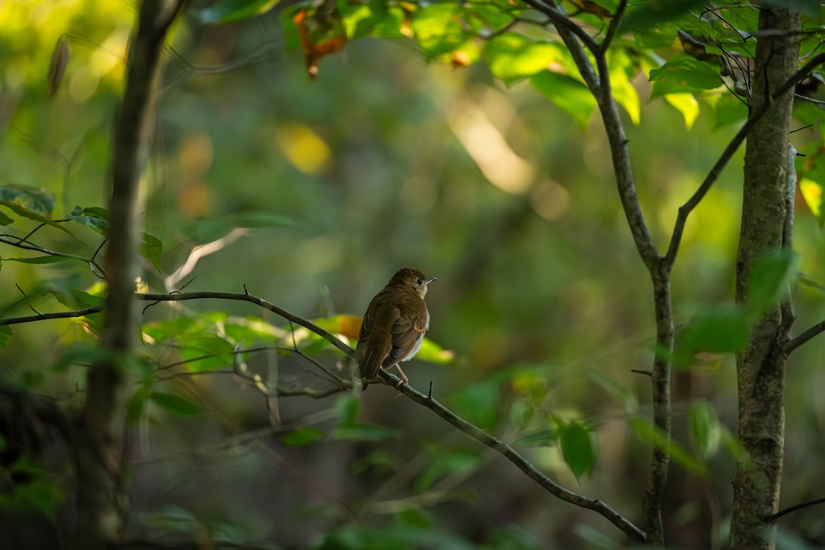 Veery - ML642005240