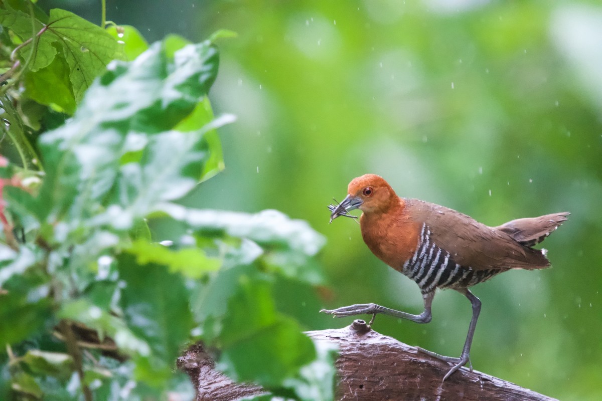 Slaty-legged Crake - ML642005247