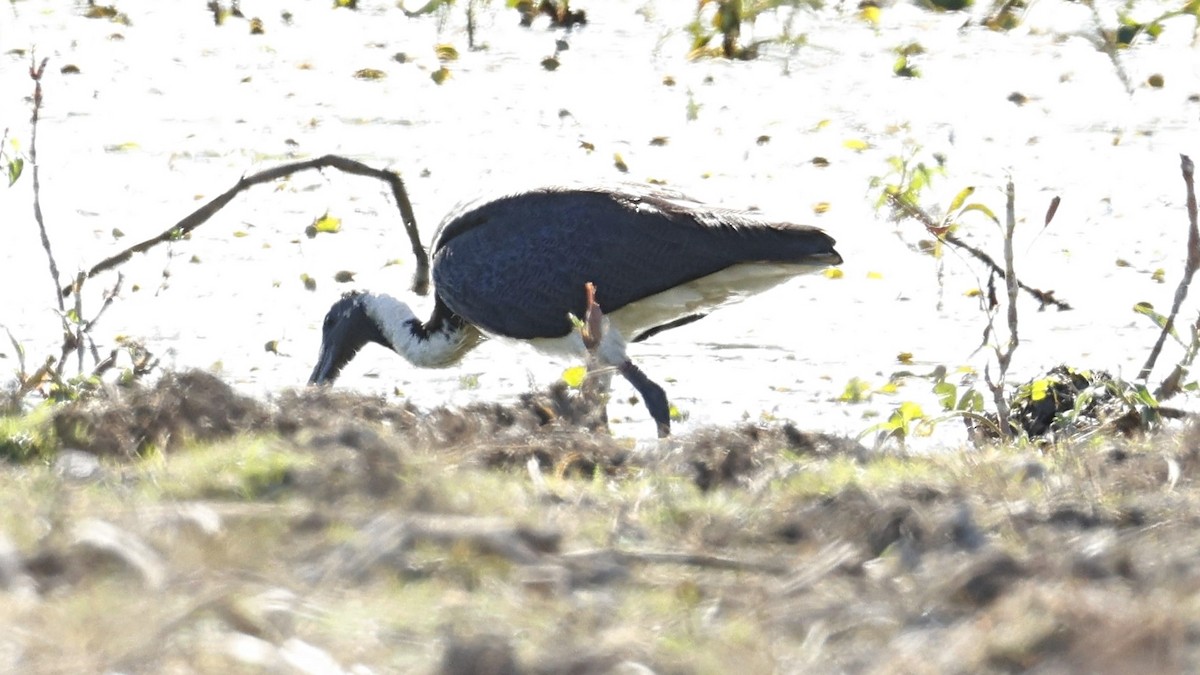 Straw-necked Ibis - ML642005266