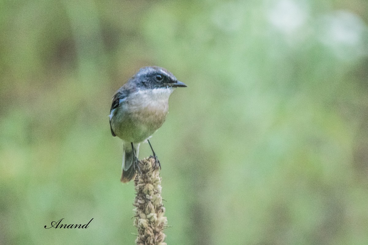 Gray Bushchat - ML642005269