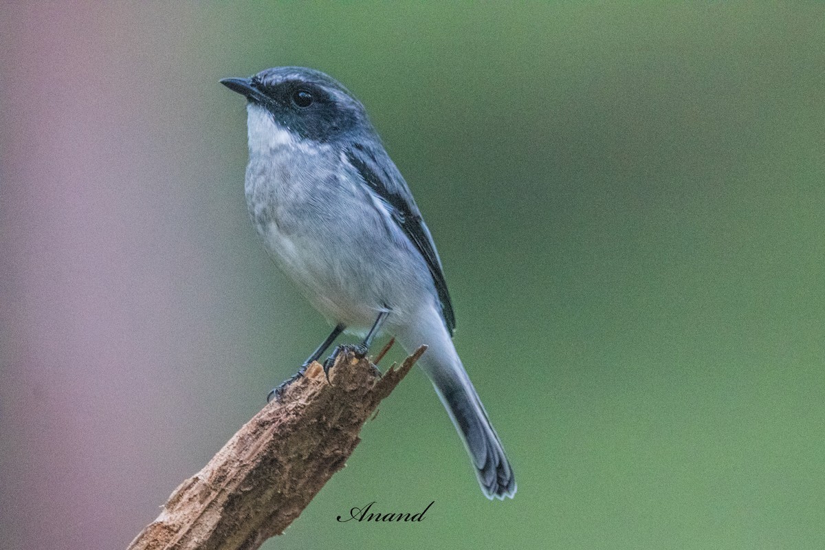Gray Bushchat - ML642005273